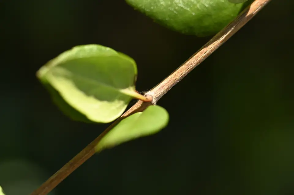 Chinese Abelia (Abelia chinensis)