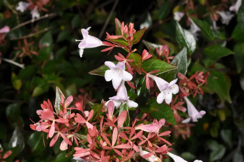 Glossy Abelia (Abelia × grandiflora)