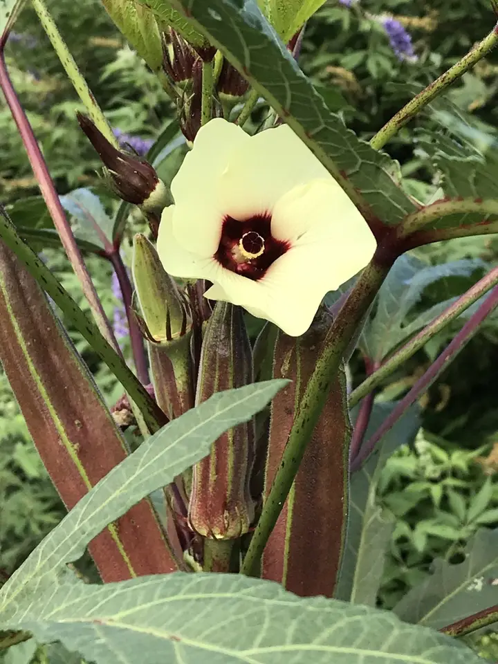 Okra (Abelmoschus esculentus)