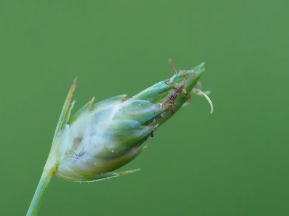 Flatspike Sedge (Abildgaardia ovata)