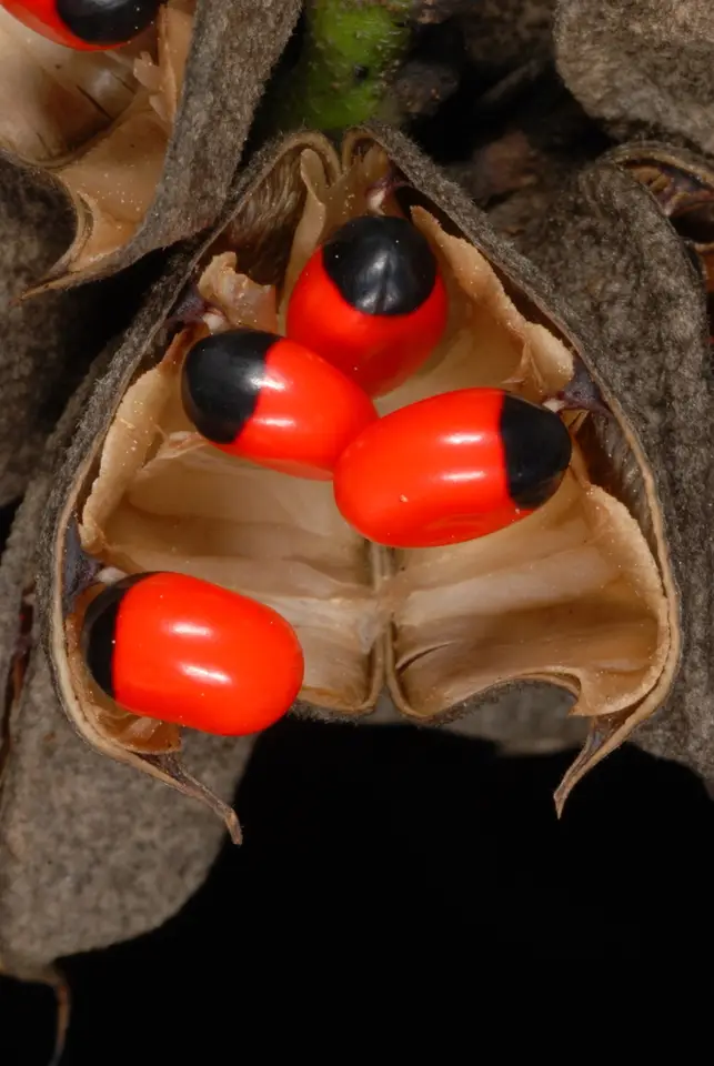 Rosary Pea (Abrus precatorius)