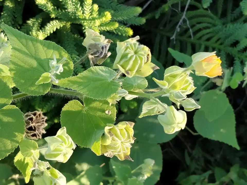 Hairy Abutilon (Abutilon grandifolium)
