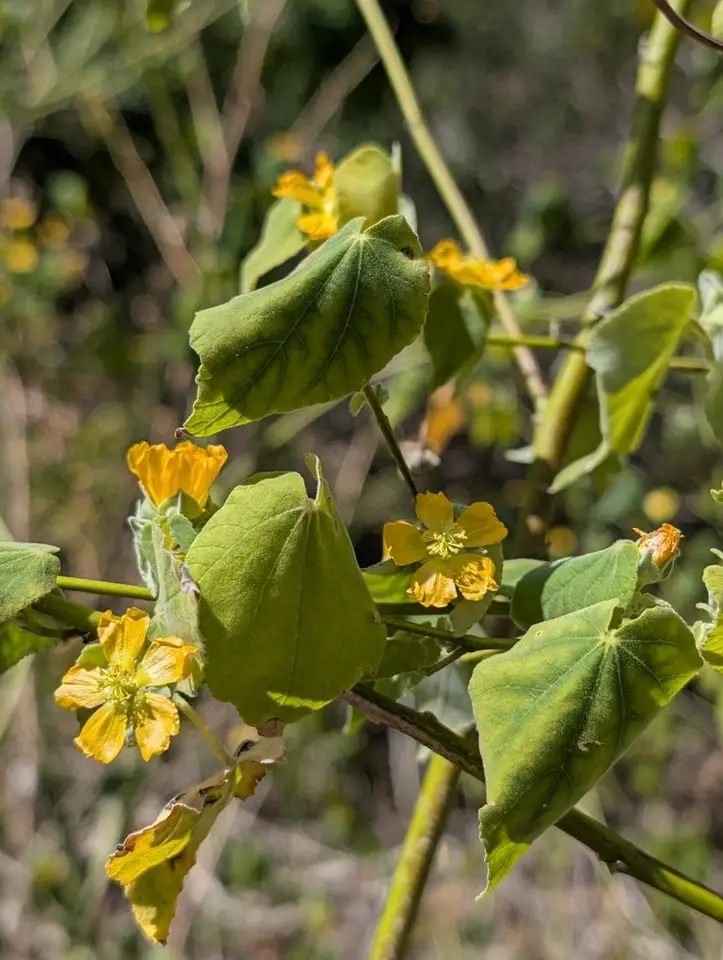 Coastal Indian Mallow (Abutilon permolle)