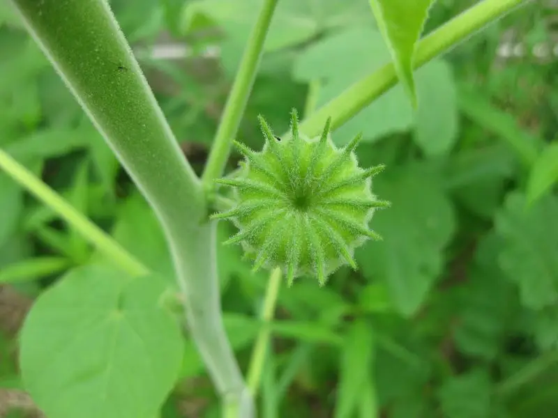 Velvetleaf (Abutilon theophrasti)