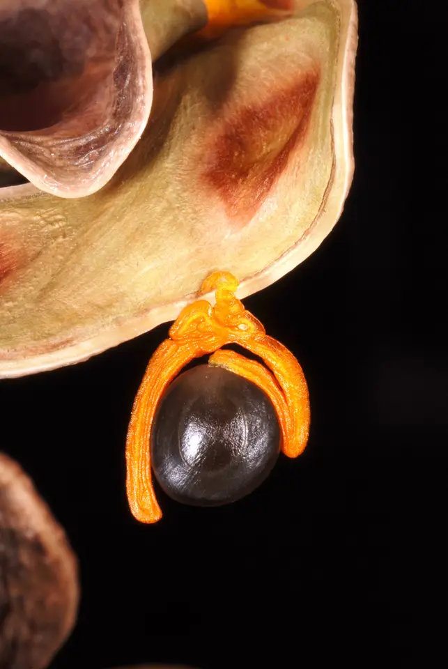 Earpod Wattle (Acacia auriculiformis)