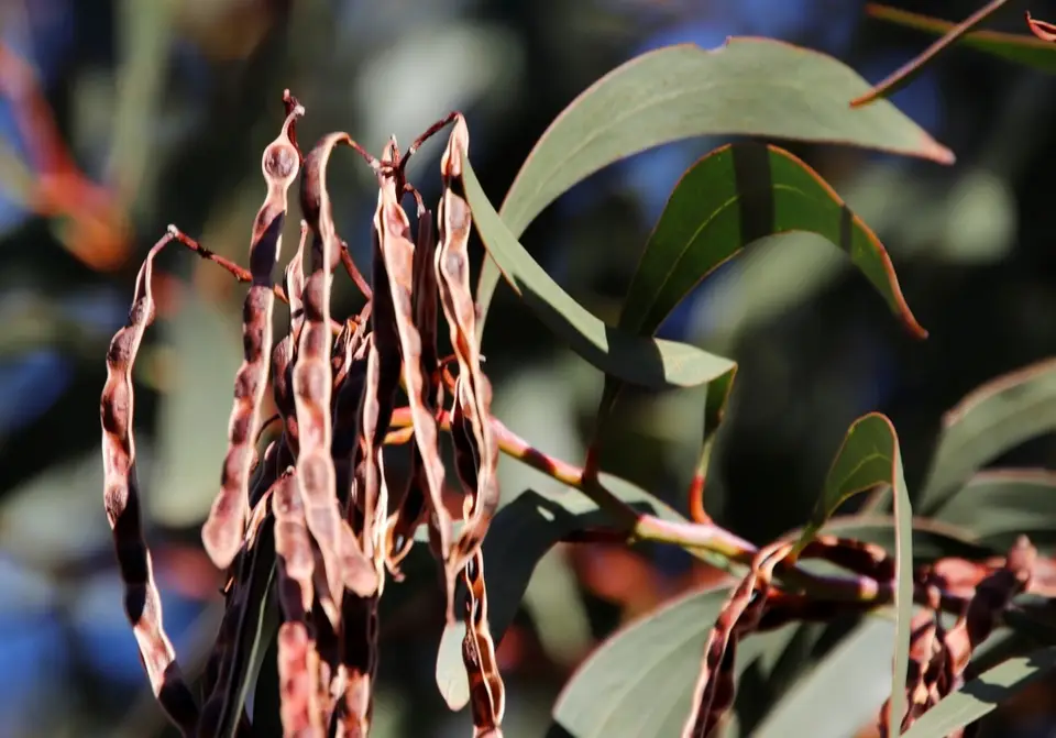 Golden Wattle (Acacia pycnantha)
