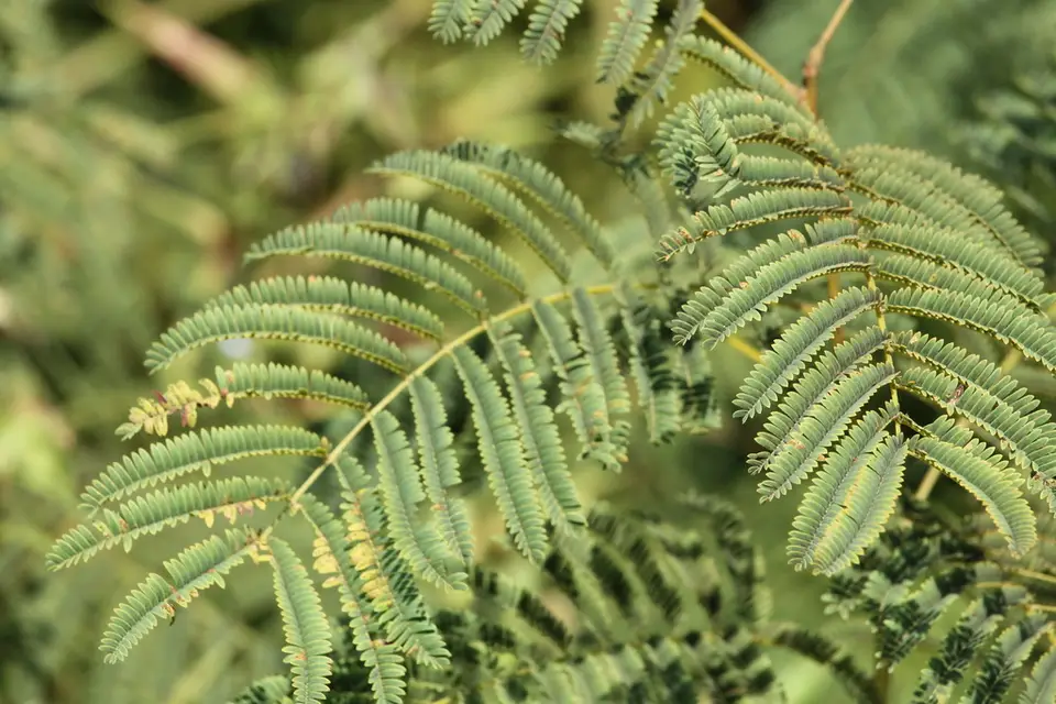 Prairie Acacia (Acaciella angustissima)