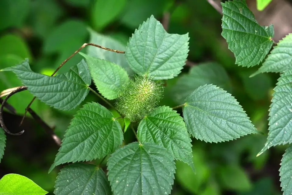 Foxtail Copperleaf (Acalypha alopecuroidea)