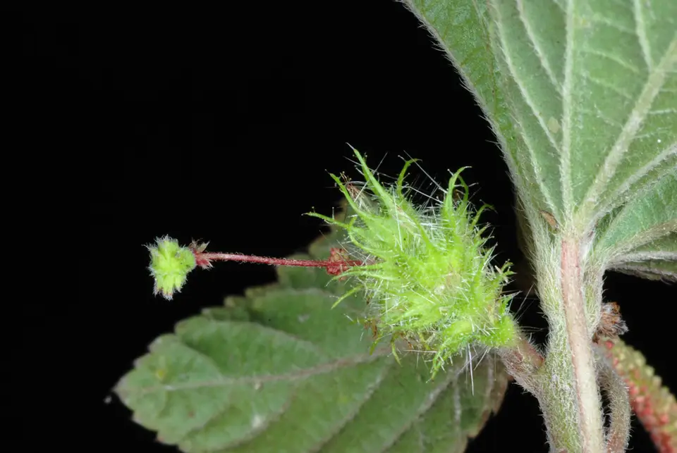 Field Copperleaf (Acalypha arvensis)