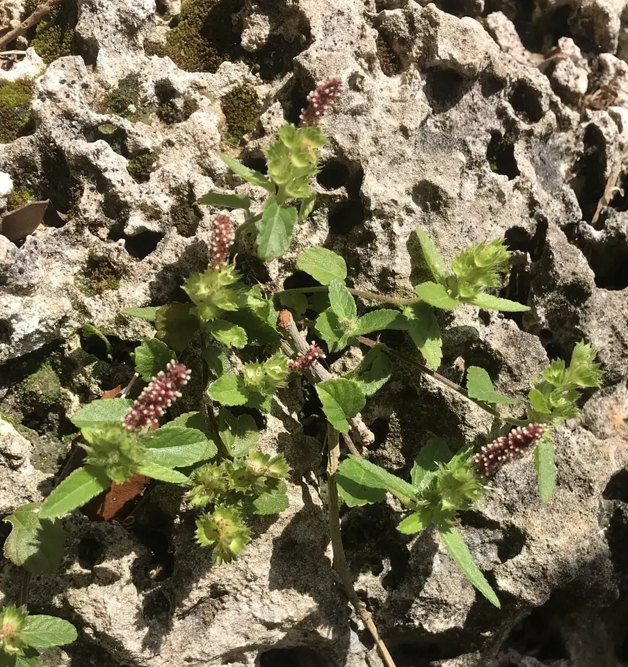 Bastard Copperleaf (Acalypha chamaedrifolia)