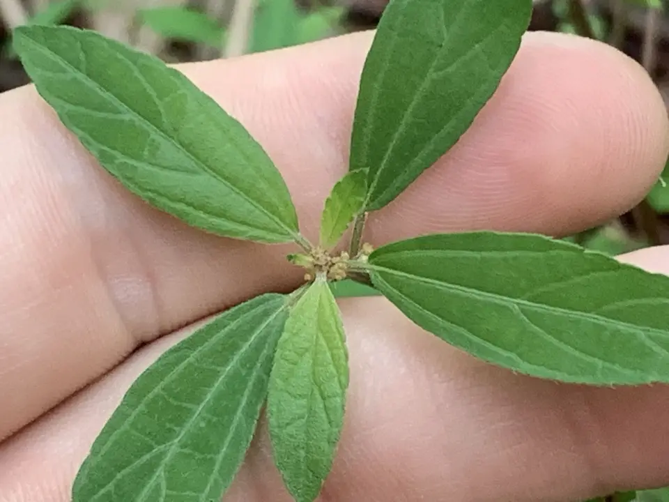 Slender Three-Seeded Mercury (Acalypha gracilens)