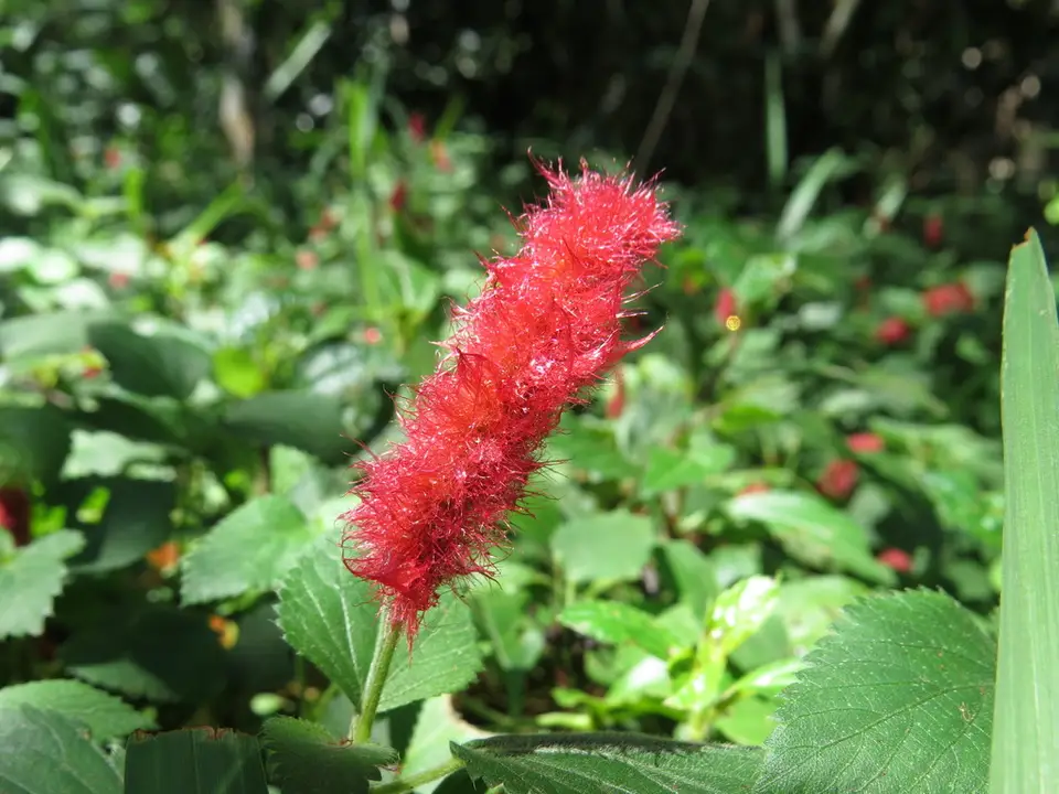Dwarf Chenille Plant (Acalypha herzogiana)