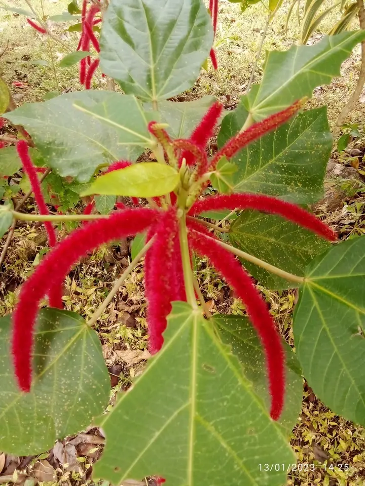 Chenille-Plant (Acalypha hispida)