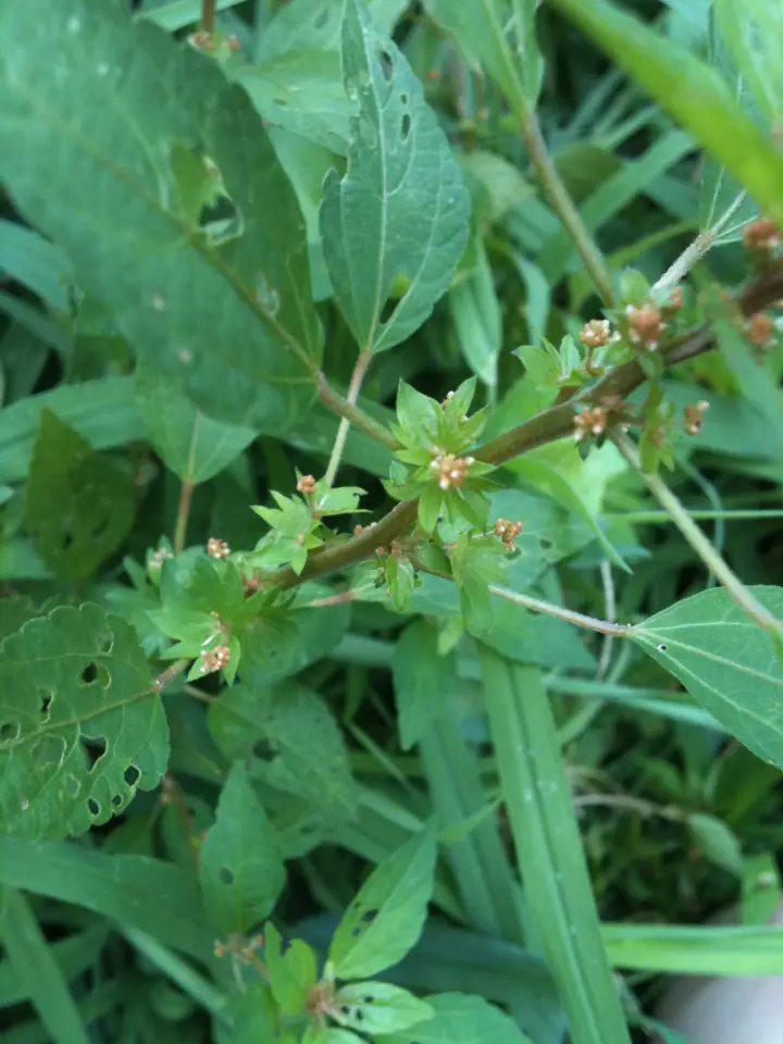 Common Three-Seeded Mercury (Acalypha rhomboidea)