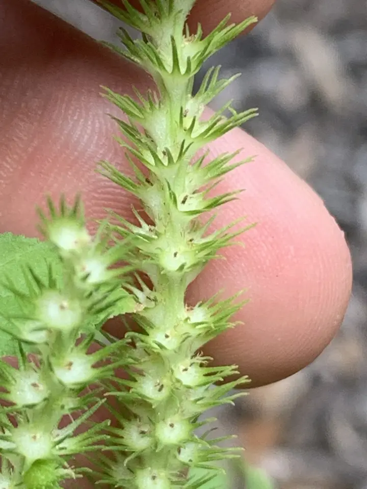 Cuban Copperleaf (Acalypha setosa)