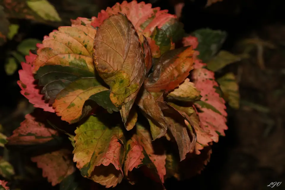 Copperleaf (Acalypha wilkesiana)