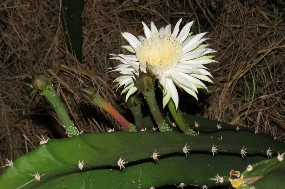 Triangle Cactus (Acanthocereus tetragonus)