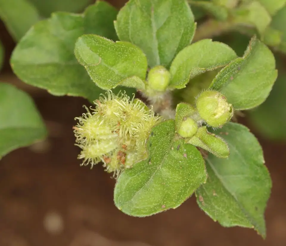 Paraguayan Starburr (Acanthospermum australe)