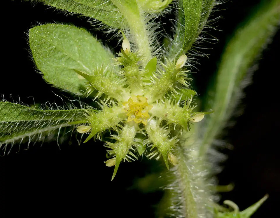Bindii (Acanthospermum hispidum)