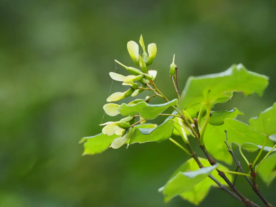 Trident Maple (Acer buergerianum)