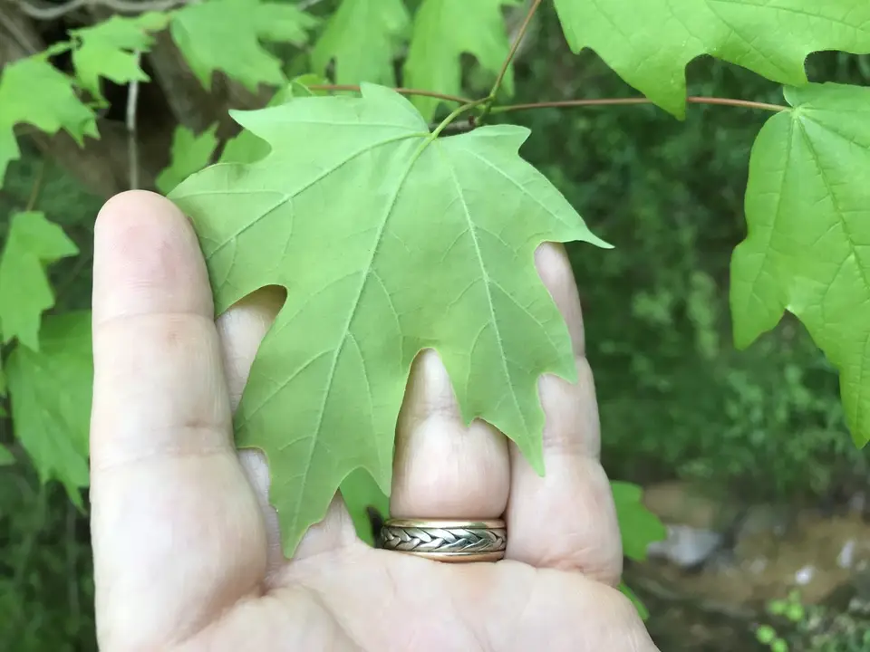 Southern Sugar Maple (Acer floridanum)