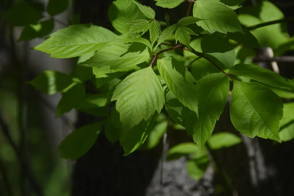 Boxelder (Acer negundo)
