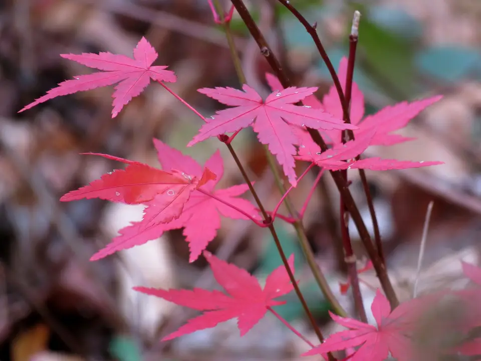 Japanese Maple (Acer palmatum)
