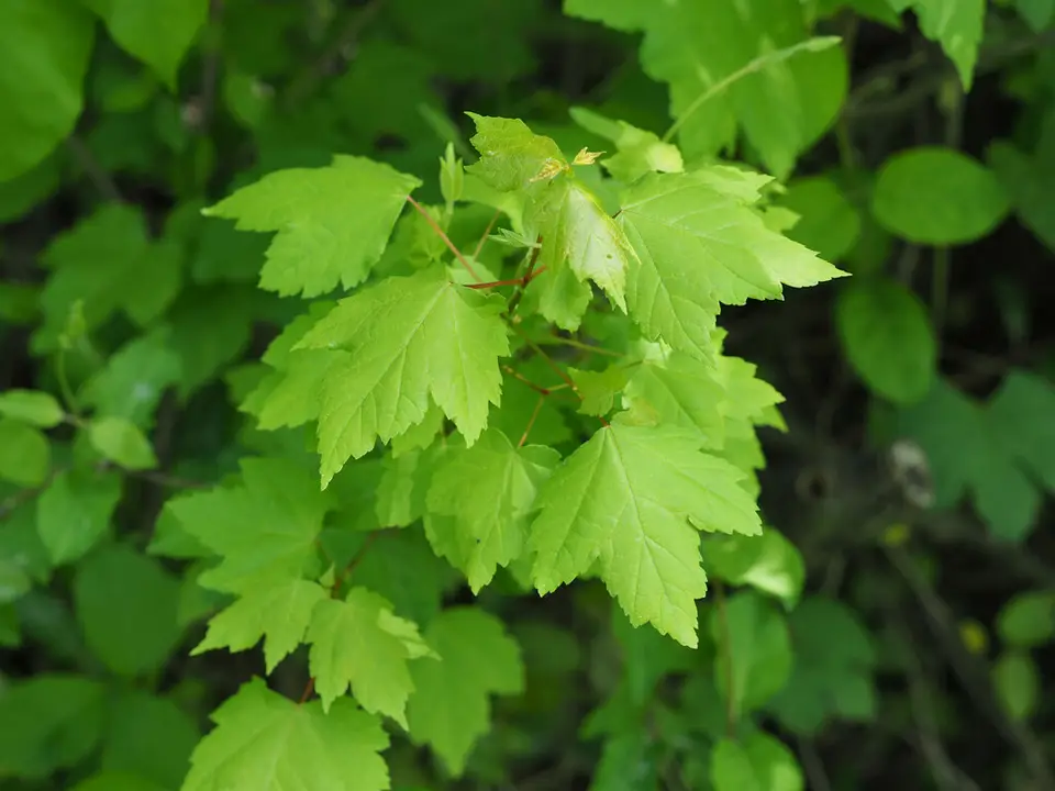 Red Maple (Acer rubrum)