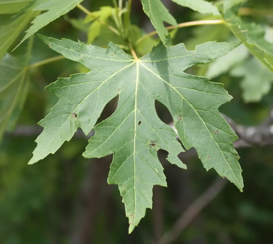 Silver Maple (Acer saccharinum)
