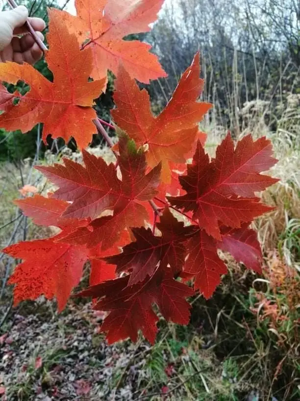 Freeman's Maple (Acer × freemanii)