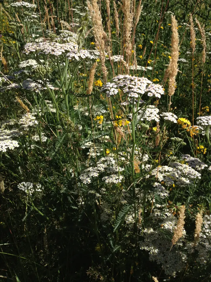 Common Yarrow (Achillea millefolium)