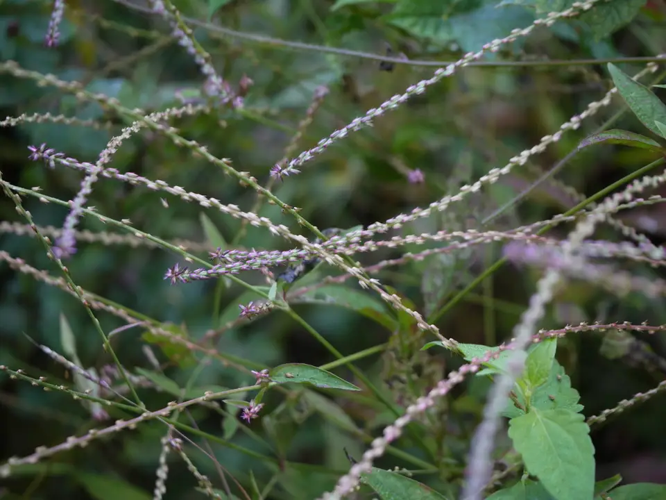 Devil's Horsewhip (Achyranthes aspera)