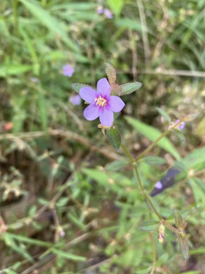 Acisanthera quadrata (Acisanthera quadrata)