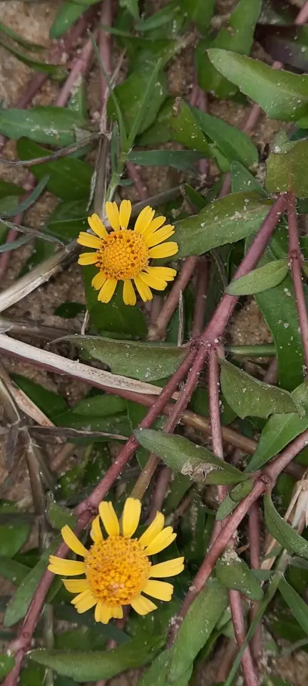 Dwarf Spotflower (Acmella pusilla)