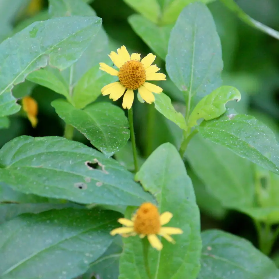 Oppositeleaf Spotflower (Acmella repens)