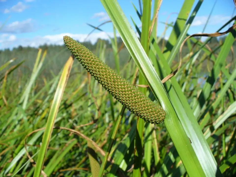 Eurasian Sweet-Flag (Acorus calamus)