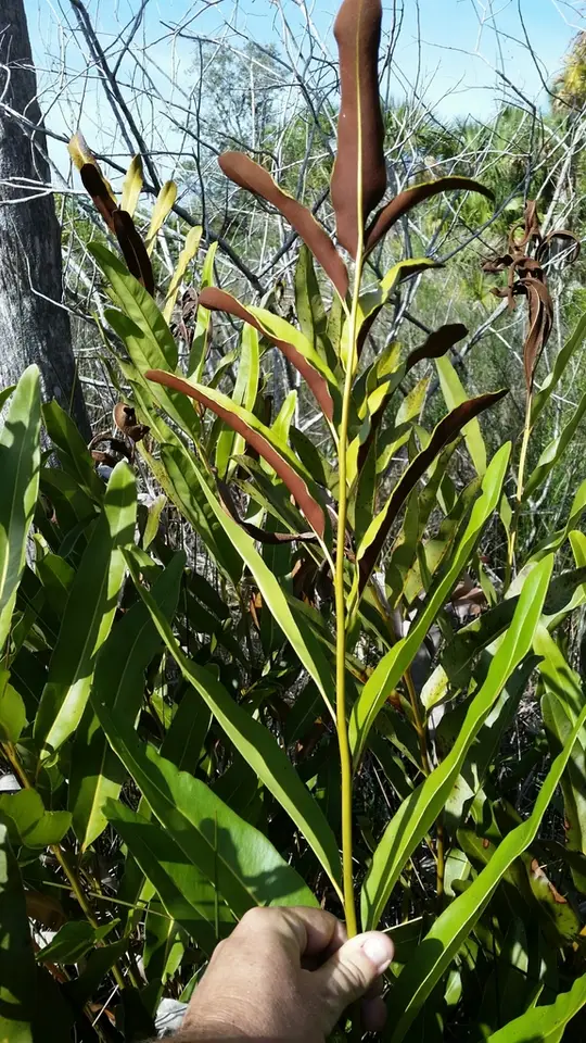 Golden Leather Fern (Acrostichum aureum)
