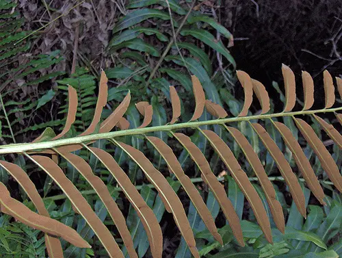 Giant Leather Fern (Acrostichum danaeifolium)