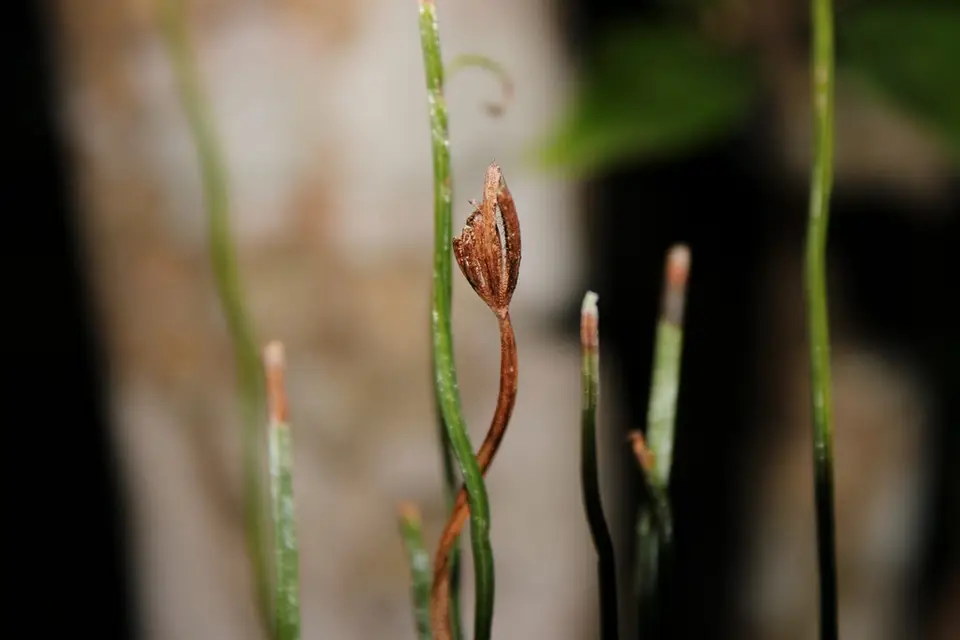 Ray Spiked Fern (Actinostachys pennula)