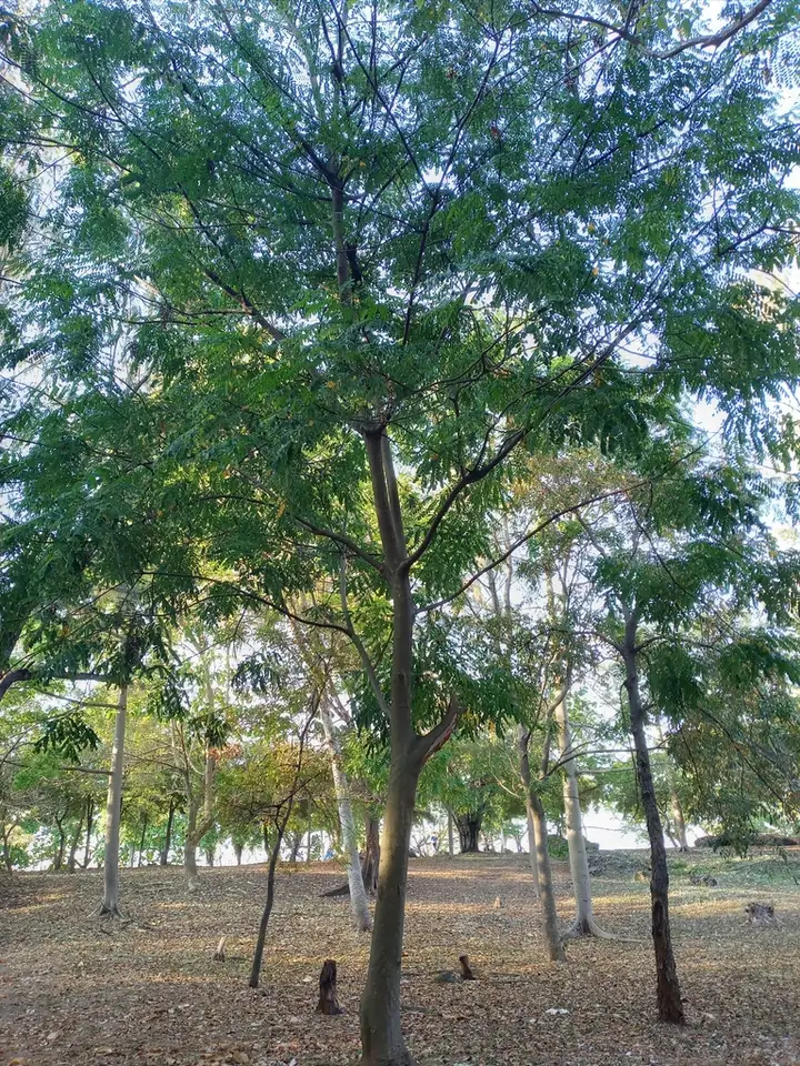 Saga Tree (Adenanthera pavonina)
