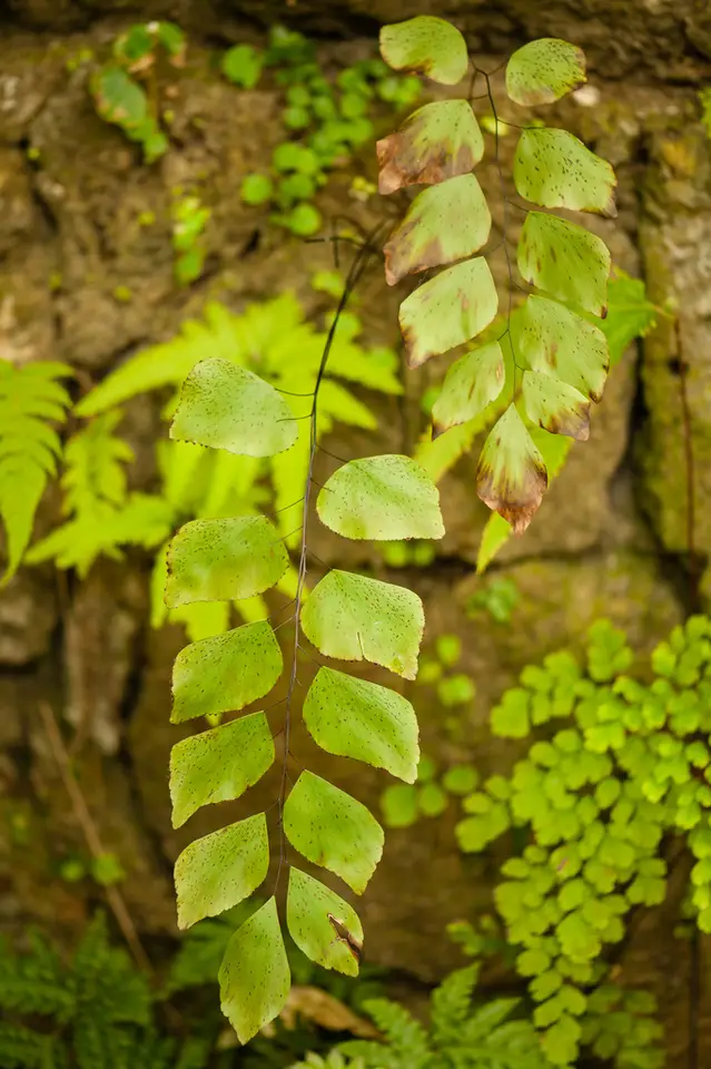 Double Edge Maidenhair (Adiantum anceps)