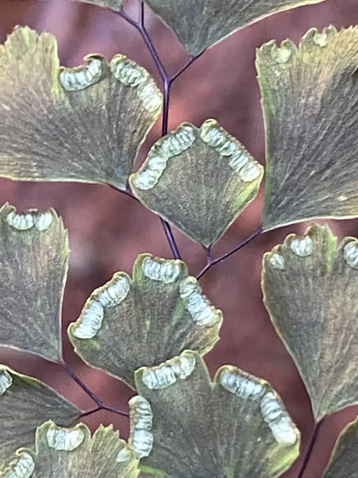 Black Maidenhair Fern (Adiantum capillus-veneris)