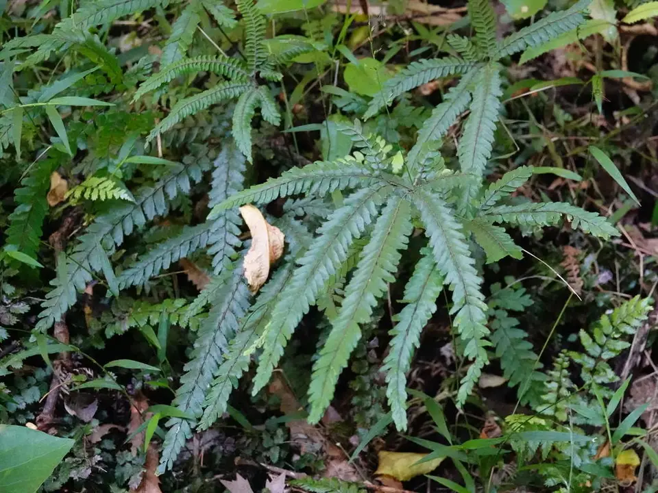 Rough Maidenhair Fern (Adiantum hispidulum)