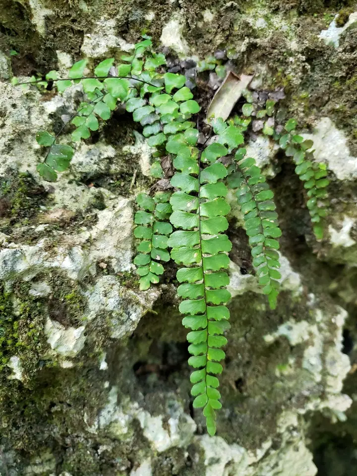 Fragrant Maidenhair Fern (Adiantum melanoleucum)