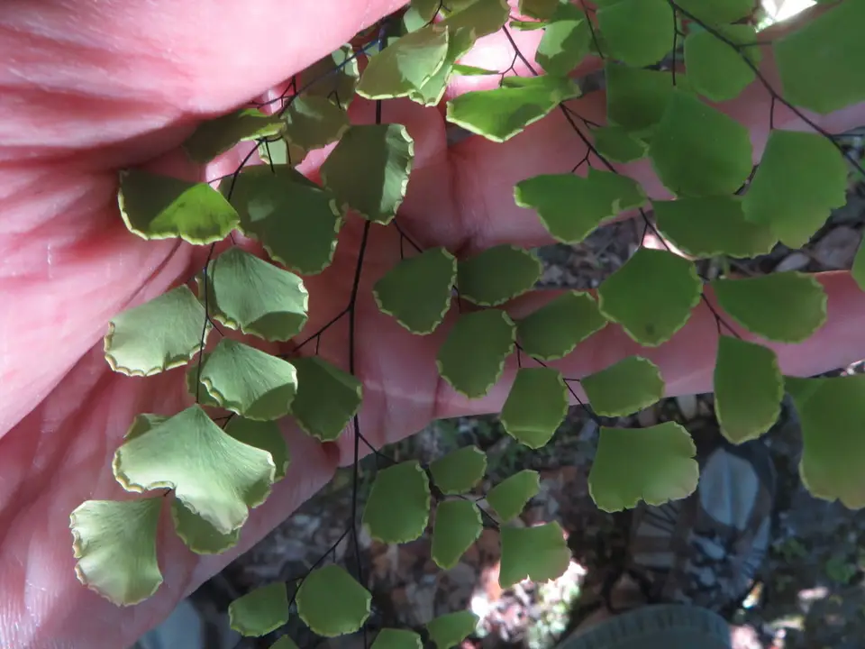 Fan Maidenhair Fern (Adiantum tenerum)