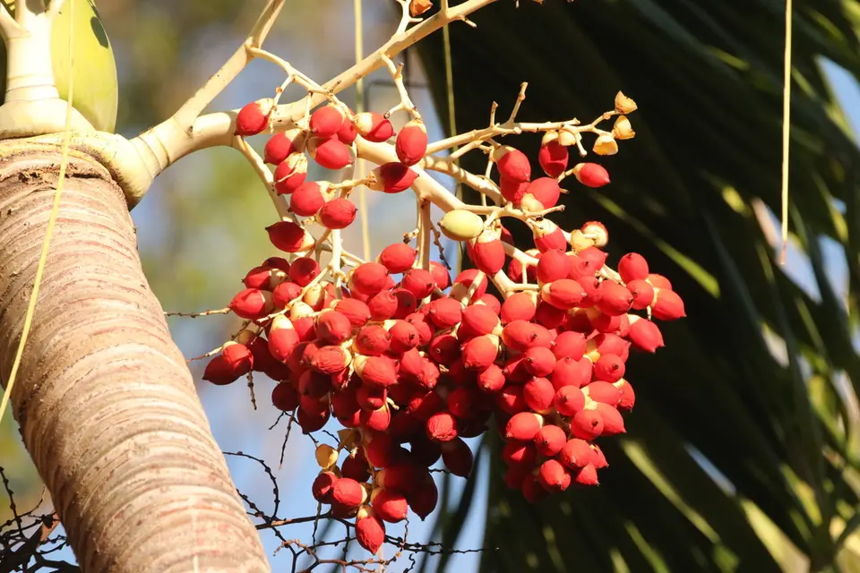 Christmas Palm (Adonidia merrillii)