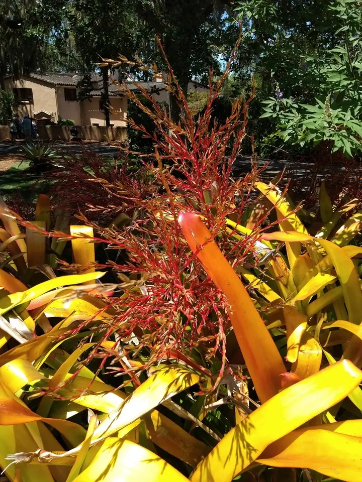 Orangeade Bromeliad (Aechmea blanchetiana)