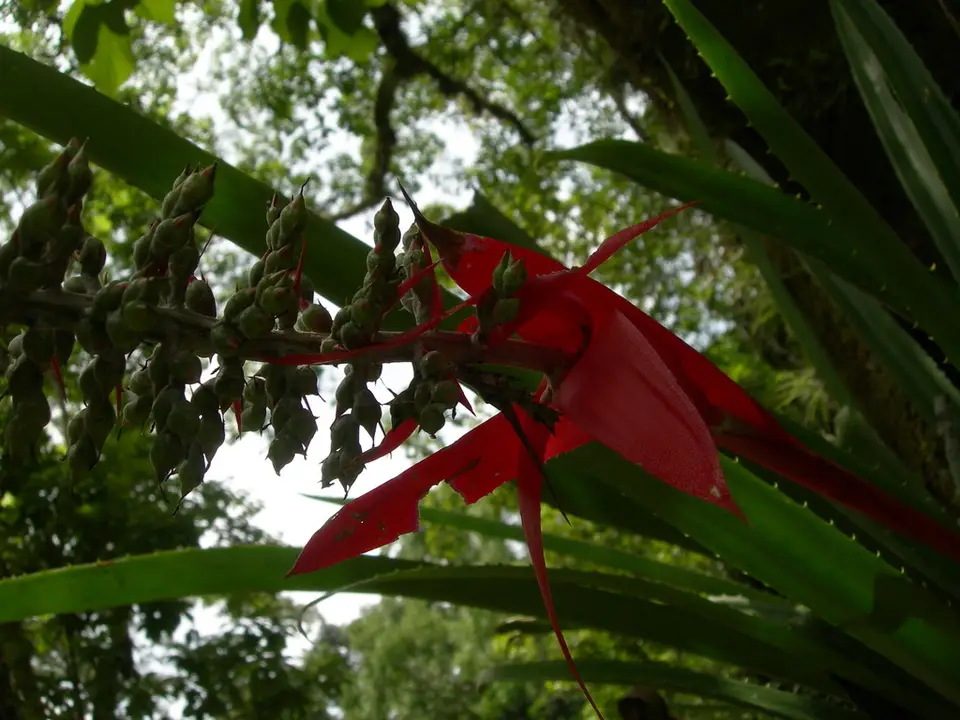 Vase Bromeliad (Aechmea bracteata)