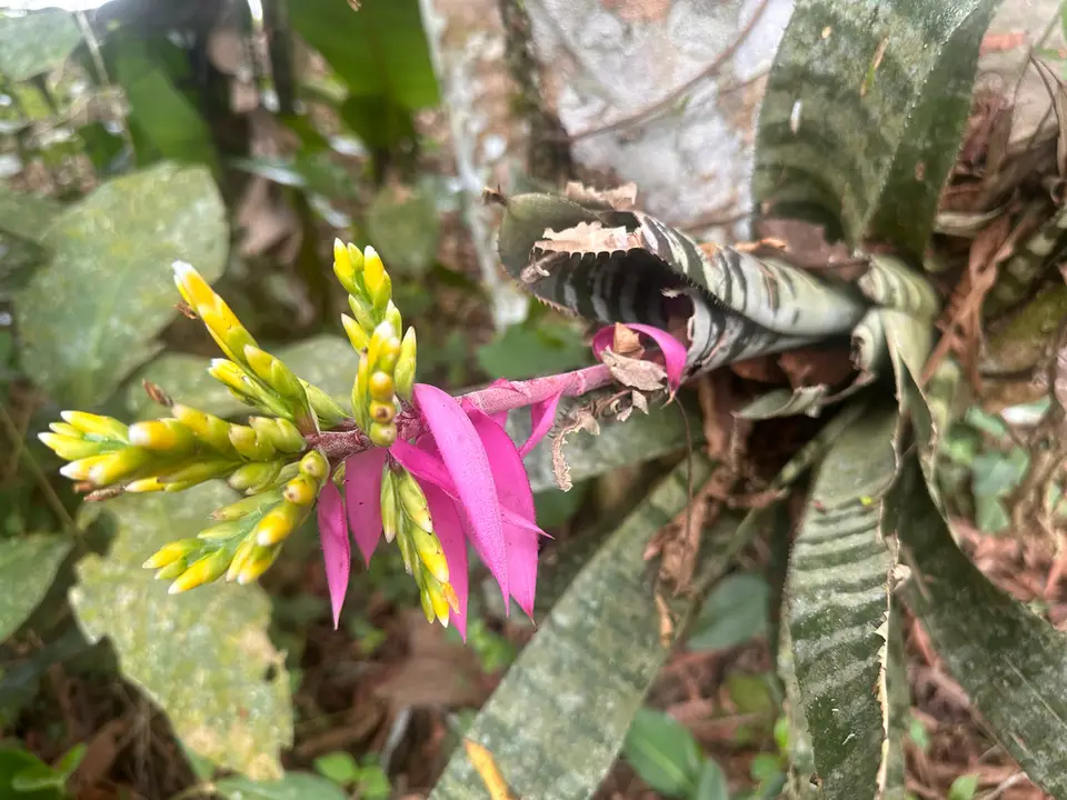 Amazonian Zebra-Plant (Aechmea chantinii)