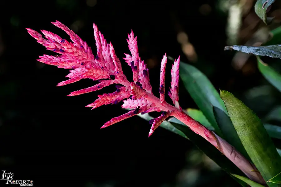 Brazilian Vaseplant (Aechmea distichantha)